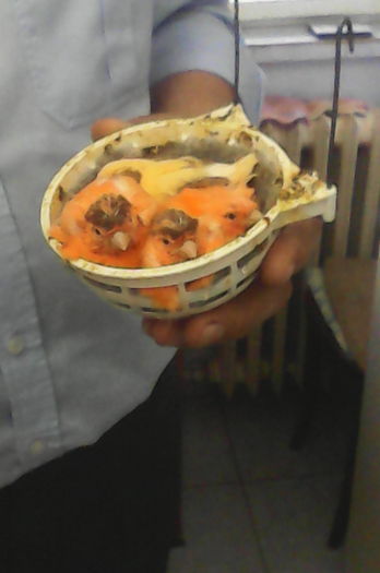 Motat-german pui. - Canari la cuib -2016