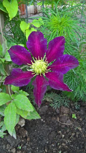 WP_20160605_10_24_34_Pro - Clematite 2016