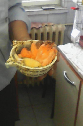 Motat german-pui. - Canari la cuib -2016