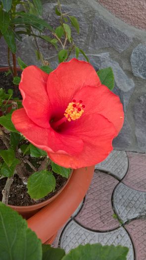 WP_20160605_10_23_51_Pro - Hibiscus Adonicus Salmon