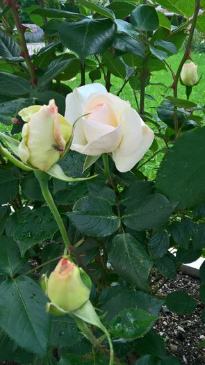 WP_20160605_10_22_13_Pro