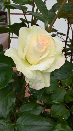 WP_20160605_10_22_32_Pro