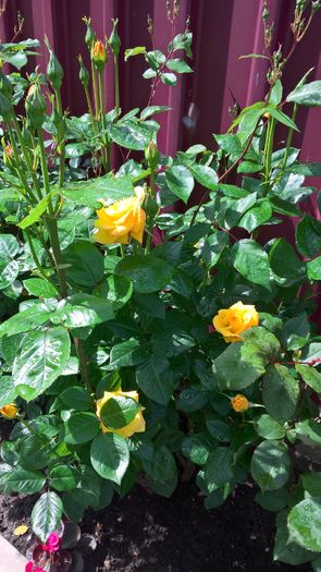 WP_20160605_10_26_38_Pro