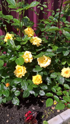 WP_20160605_10_26_26_Pro