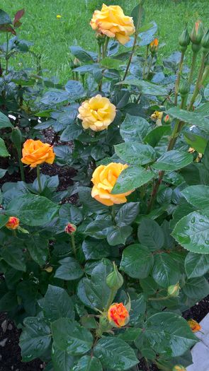 WP_20160605_10_34_28_Pro