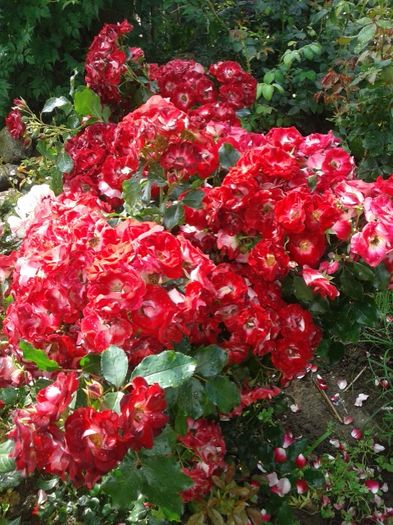 002 - GRADINA MEA inceputuri