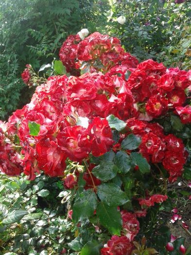 004 - GRADINA MEA inceputuri