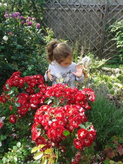 006 - GRADINA MEA inceputuri