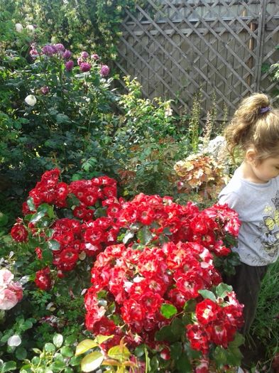 009 - GRADINA MEA inceputuri