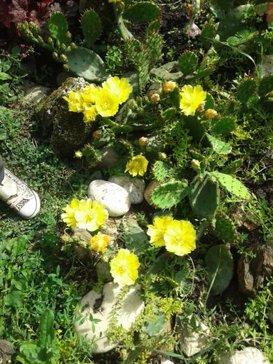 010 - GRADINA MEA inceputuri