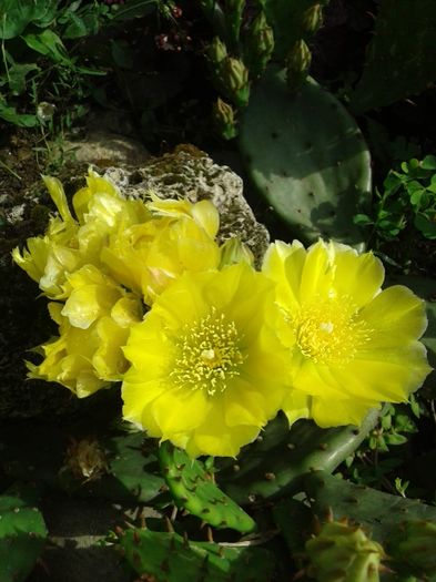 012 - GRADINA MEA inceputuri