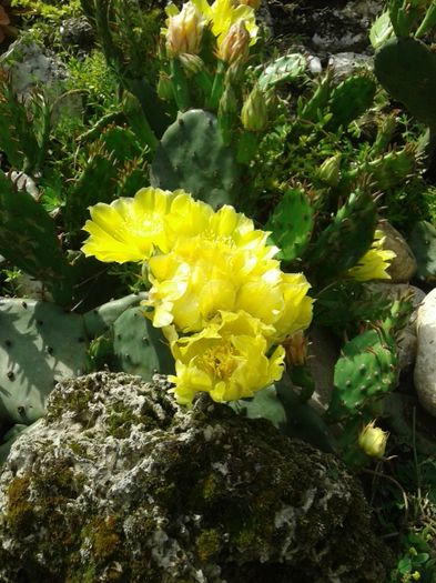 013 - GRADINA MEA inceputuri