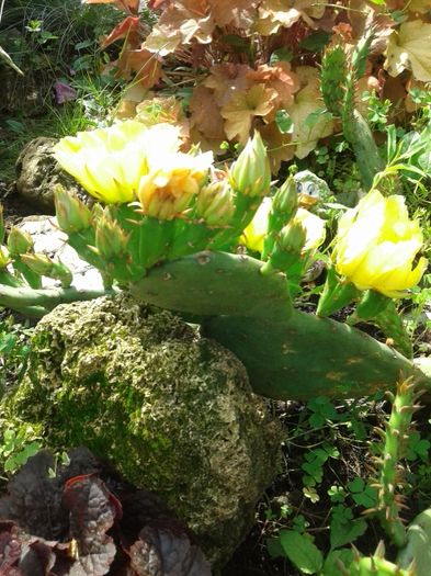 014 - GRADINA MEA inceputuri