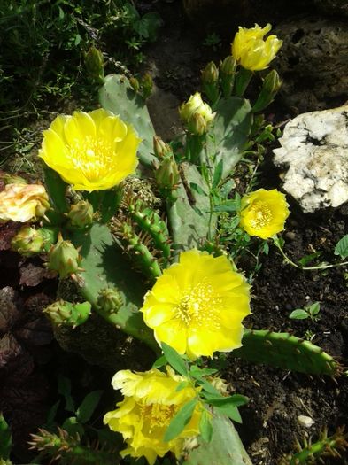 015 - GRADINA MEA inceputuri