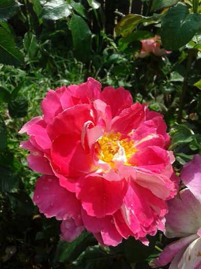 016 - GRADINA MEA inceputuri