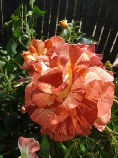 017 - GRADINA MEA inceputuri