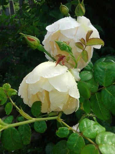 020 - GRADINA MEA inceputuri