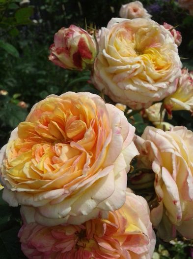 021 - GRADINA MEA inceputuri