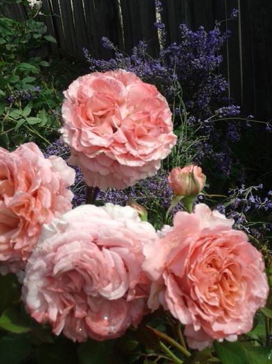 023 - GRADINA MEA inceputuri