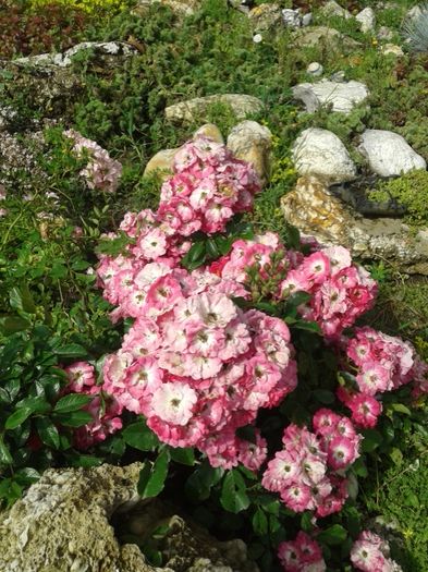 034 - GRADINA MEA inceputuri