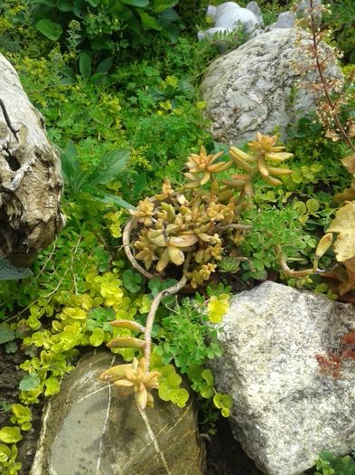 046 - GRADINA MEA inceputuri