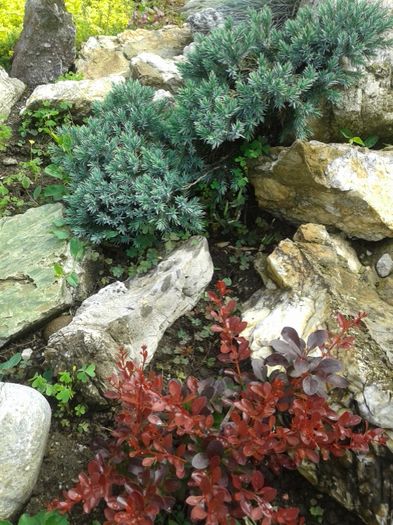 052 - GRADINA MEA inceputuri