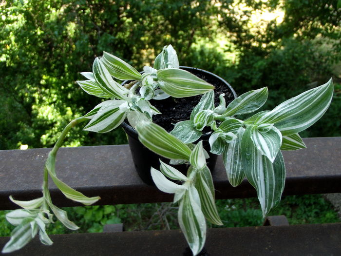 Tradescantia fluminensis variegata