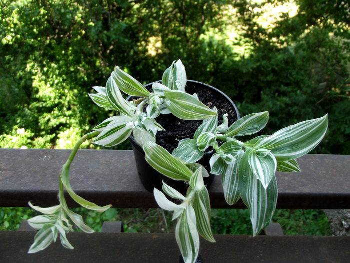 Tradescantia fluminensis variegata.