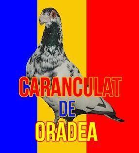 Caranculatul de Oradea - Rasa Caranculat de Oradea