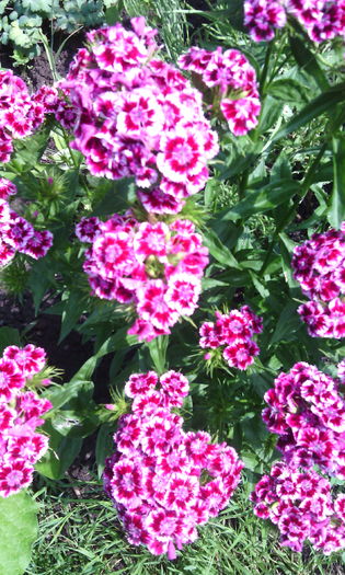 IMG_20160604_120541[1] - dianthus