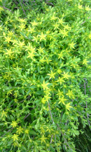 IMG_20160605_080409[1] - Genul Sedum