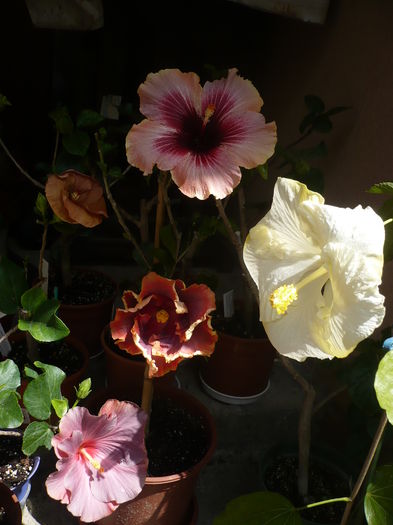 P1270079
