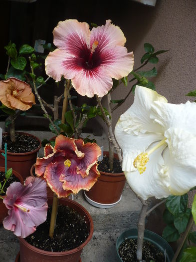 P1270081