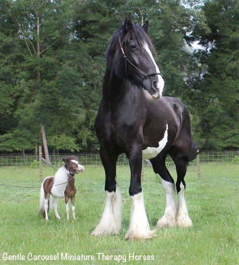 FB_IMG_1465106428166 - C Pentru cei care le plac aceste animale