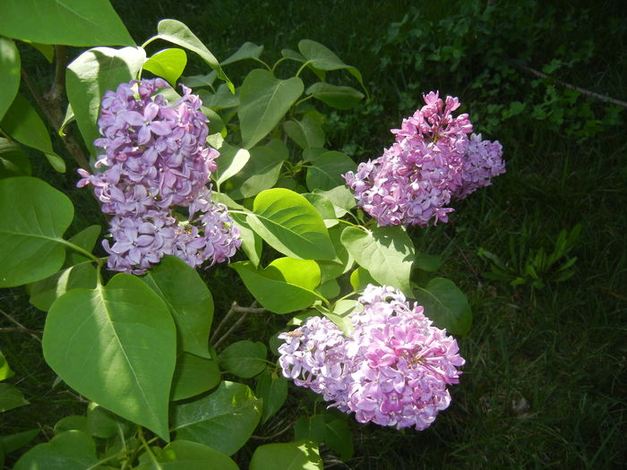 Lilac Ruhm von Horstenstein (`16,Apr.17)