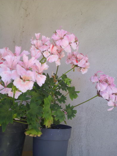 1464947503662 - Muscatele mele frumoase 2016