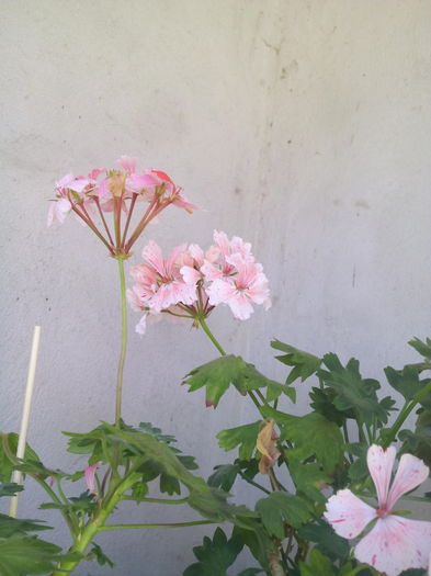 1464947516609 - Muscatele mele frumoase 2016