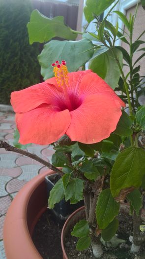 WP_20160605_13_36_22_Pro - Hibiscus Adonicus Salmon