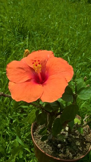 WP_20160605_14_40_11_Pro - Hibiscus Adonicus Salmon