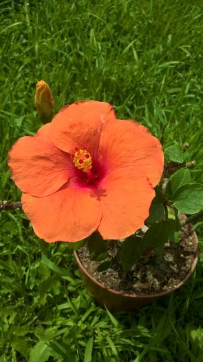 WP_20160605_14_40_15_Pro - Hibiscus Adonicus Salmon