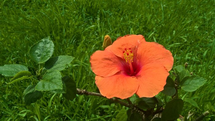 WP_20160605_14_40_20_Pro - Hibiscus Adonicus Salmon