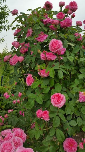 24 - Gertrude Jekyll