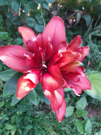 20160605_120131 - CRINI