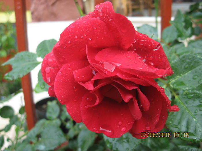 Picture 6212