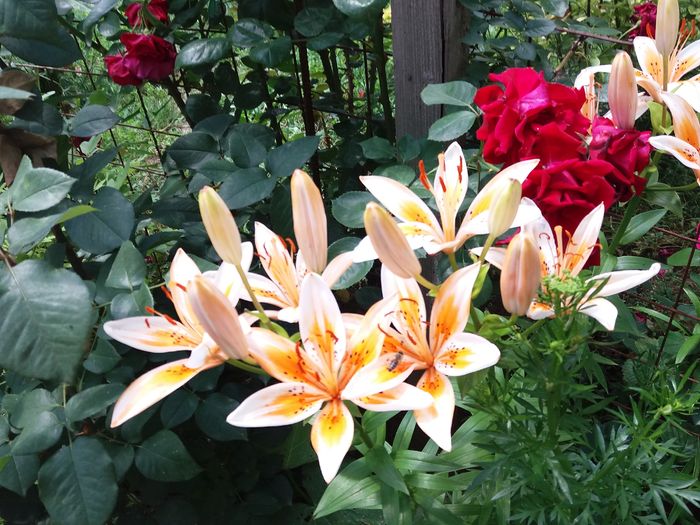 20160605_122246 - CRINI