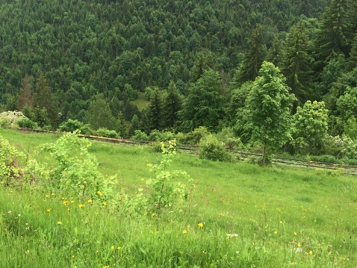 image - Natura-marisel-belis