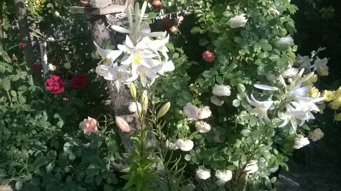 WP_20160604_008