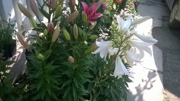 WP_20160604_009