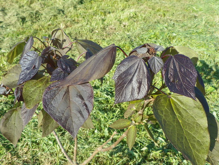 catalpa purpurea