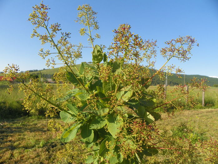 cotinus coggyria